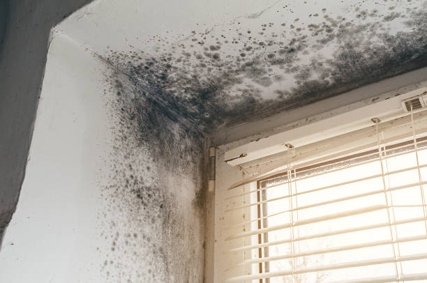 Affordable Black Mold Remediation solutions in Millstone Township, NJ